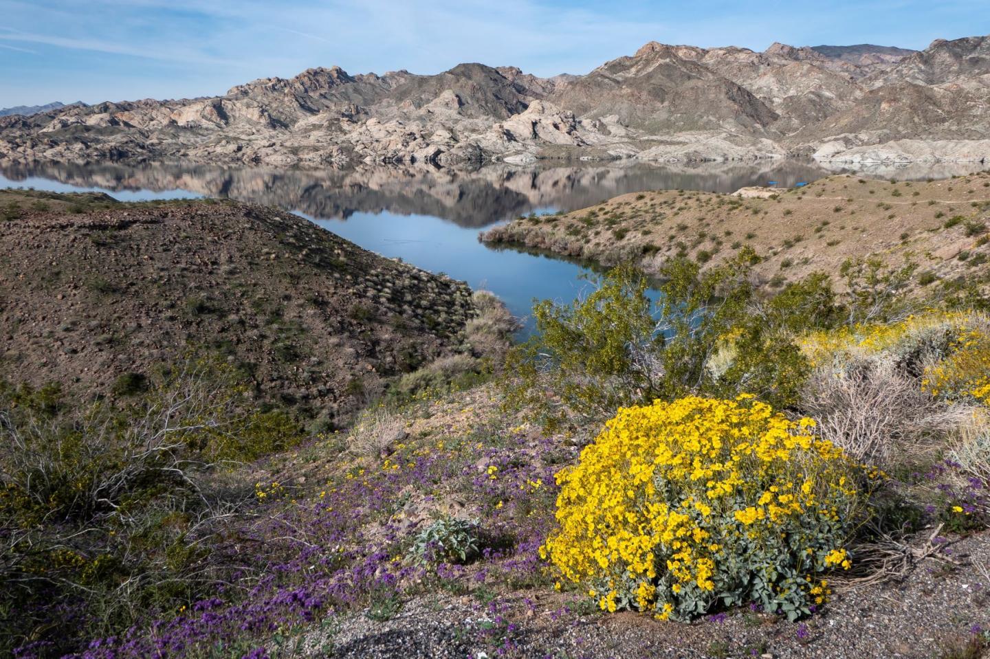 Desert landscape with yellow wildflowers and a river, mountains in the background.