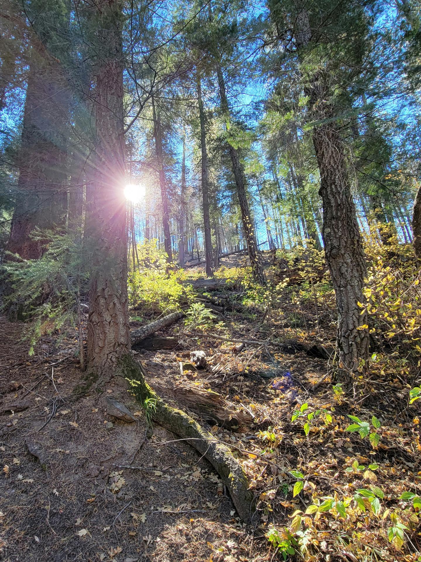 Sunlight peeks through tall trees in a forest, illuminating the ground.