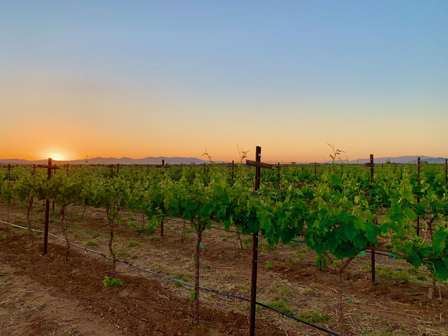 Vineyard at sunset with green vines and clear sky.