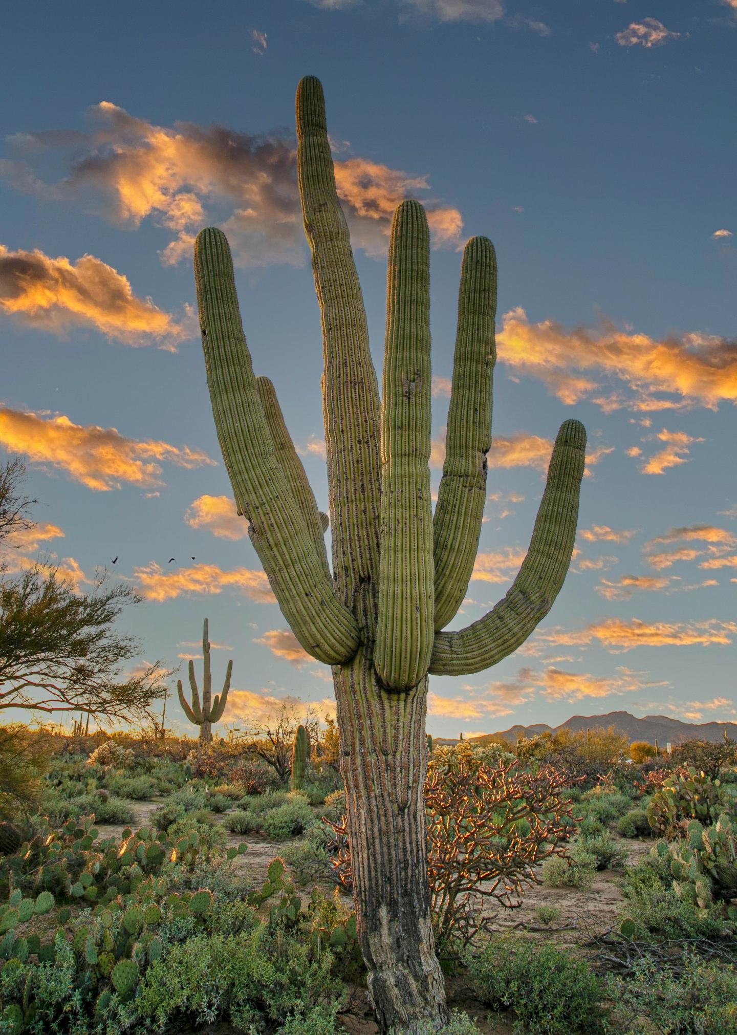 Sunset over desert landscape with tall saguaro cactus.