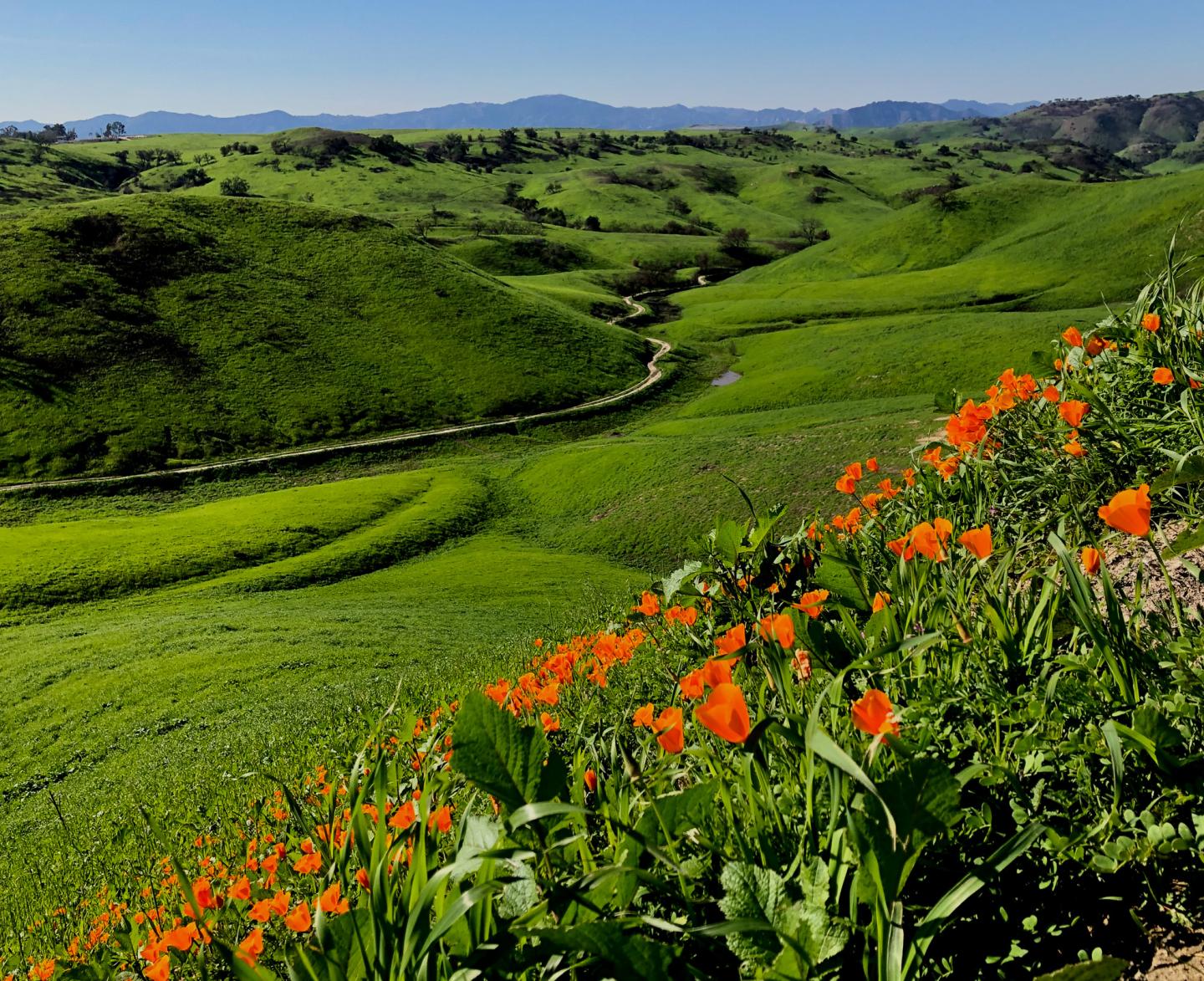 Rolling green hills with orange flowers under a clear blue sky.