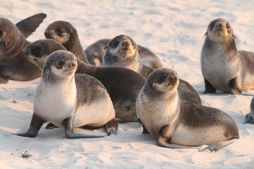 Young seals resting on a sandy beach.