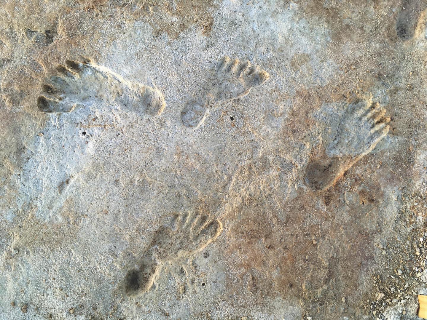 Footprints fossilized in rock surface.