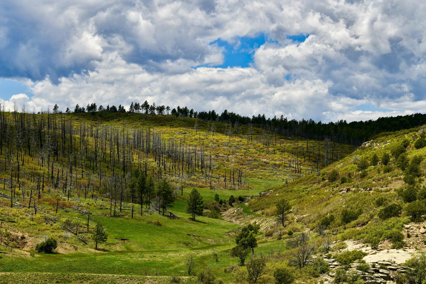 Hilly landscape with green fields and scattered trees, under a partly cloudy sky.