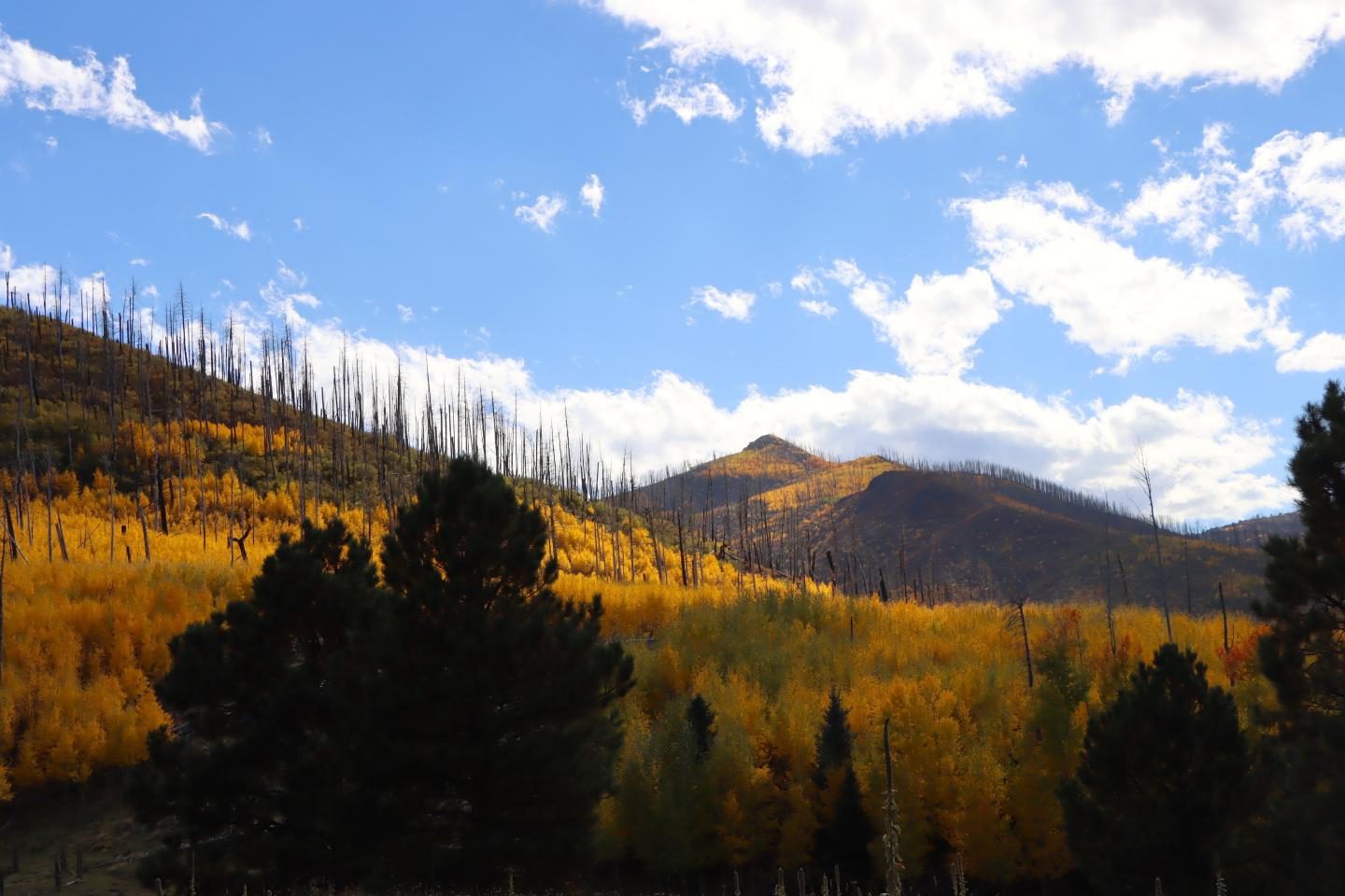 Autumn landscape with bright yellow trees under a blue sky with clouds.