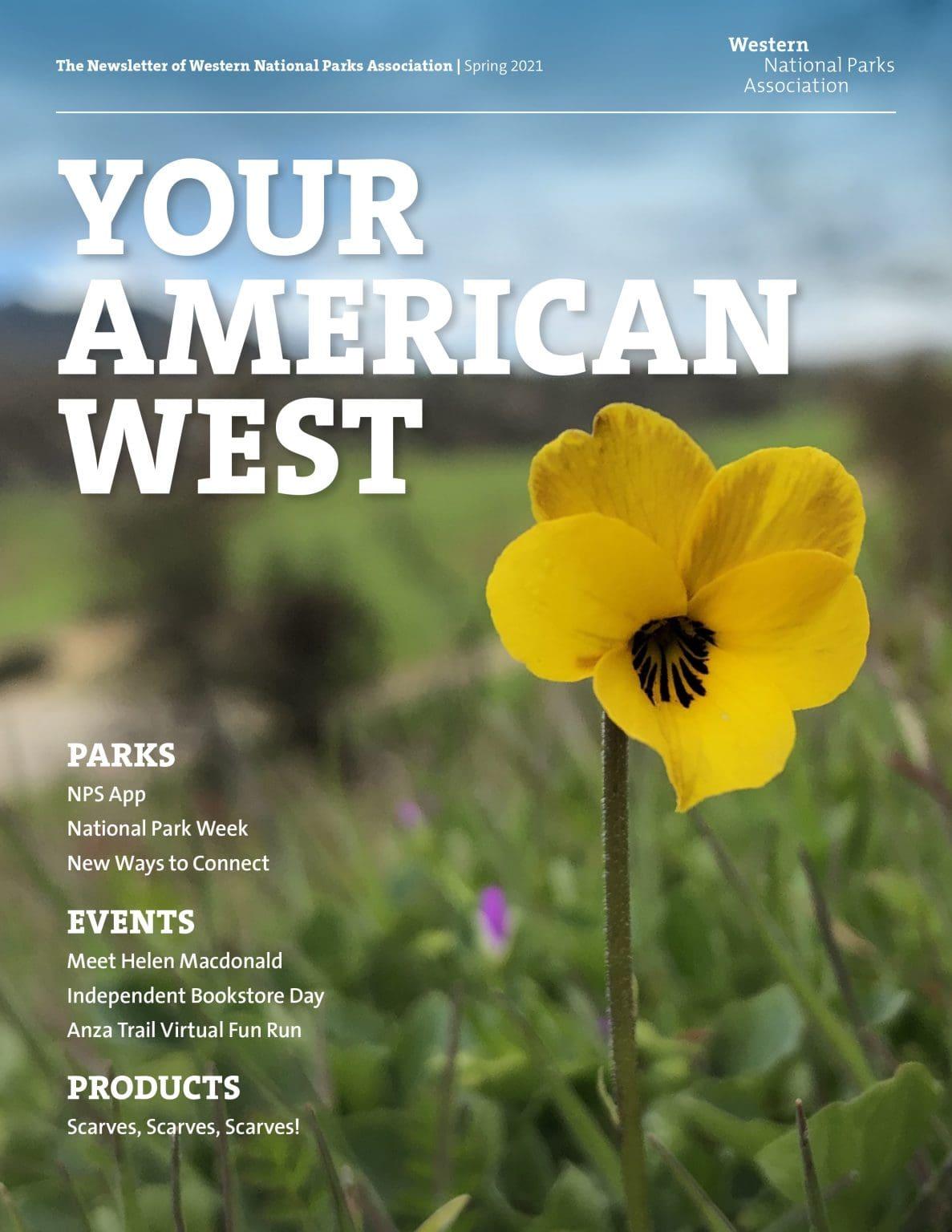 Yellow flower in focus against a blurry grass and sky background. Magazine cover design.