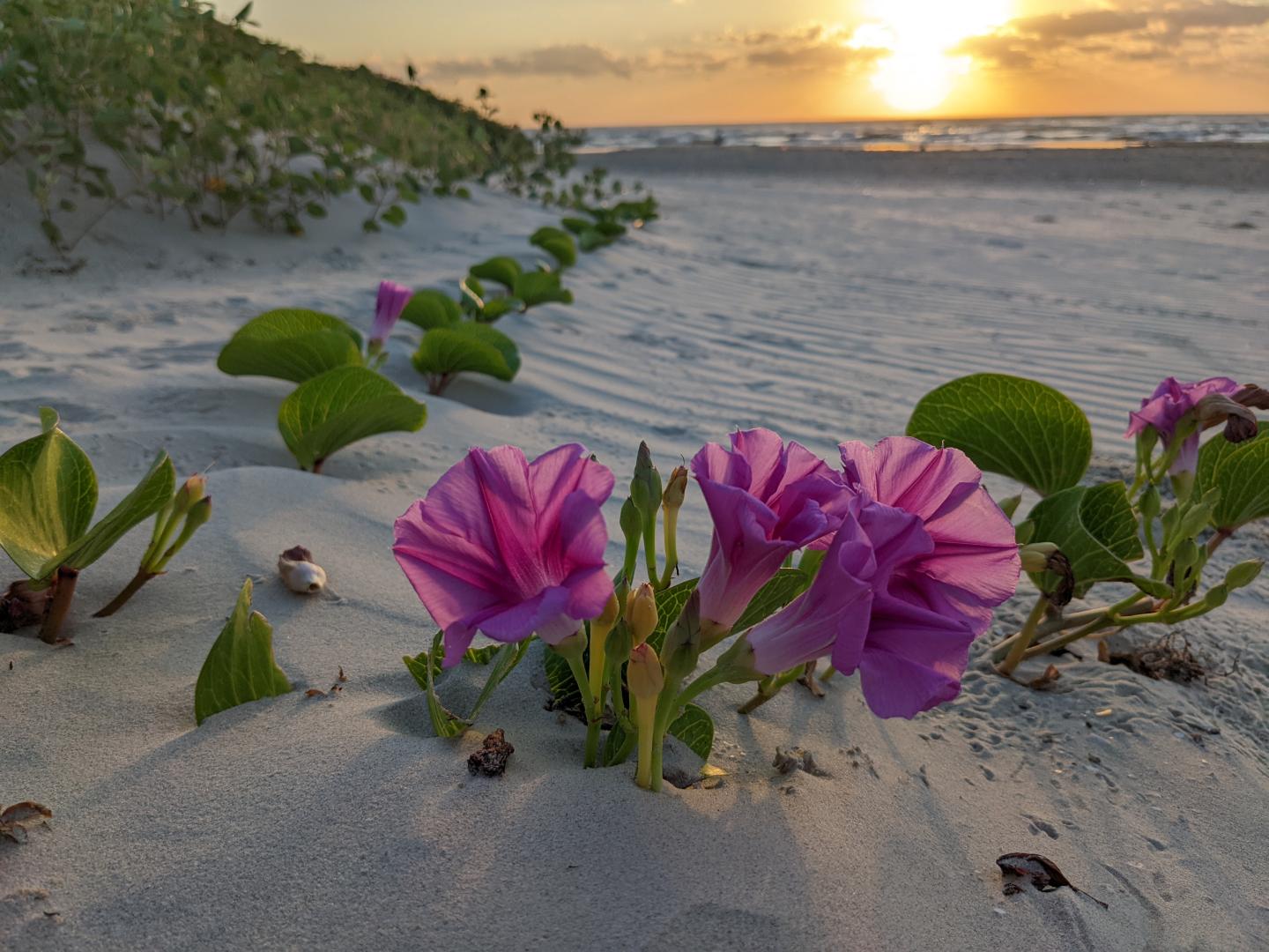 Beach morning glories on sand at sunrise, vibrant pink flowers with green leaves.