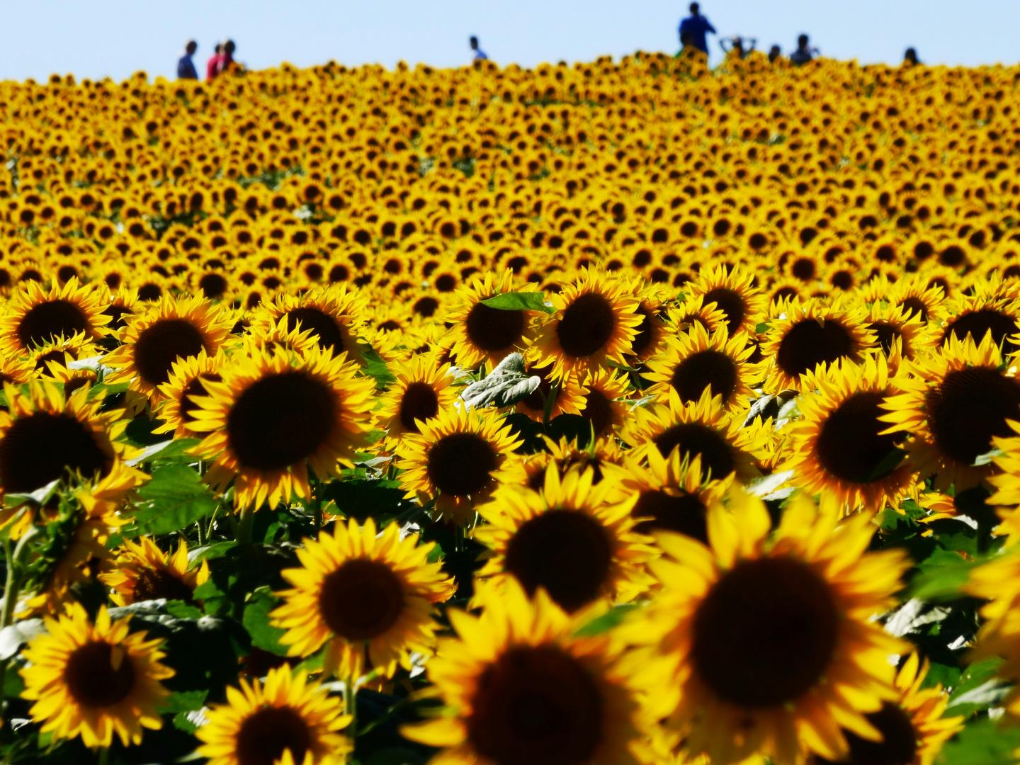 Sunflower field under a clear sky, with people in the distance.