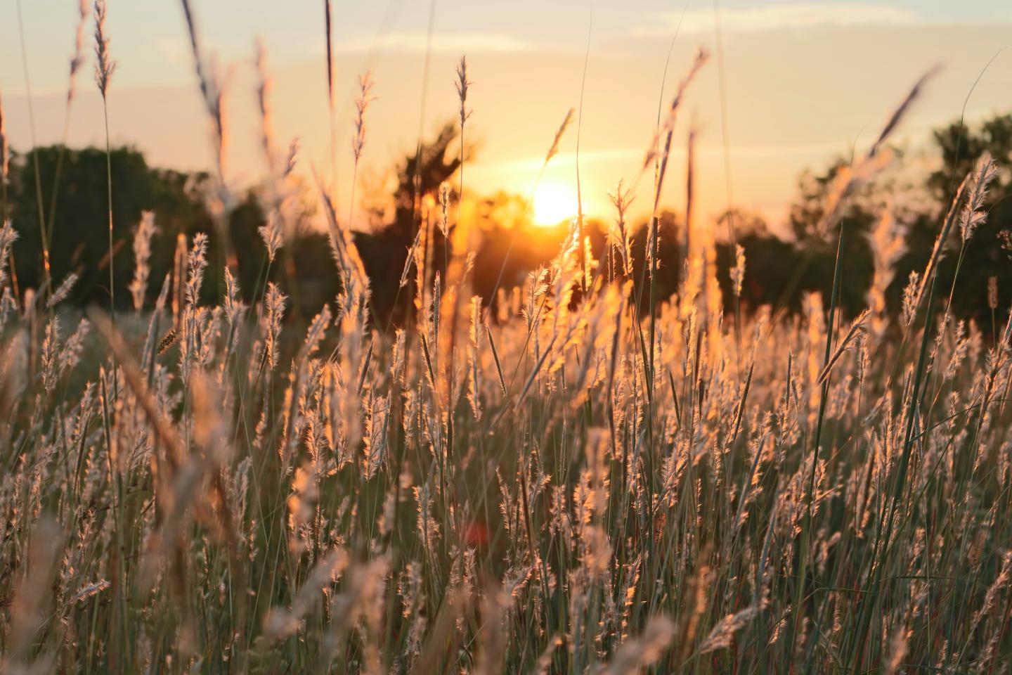 Sunset over a field of tall grass with warm, glowing light.