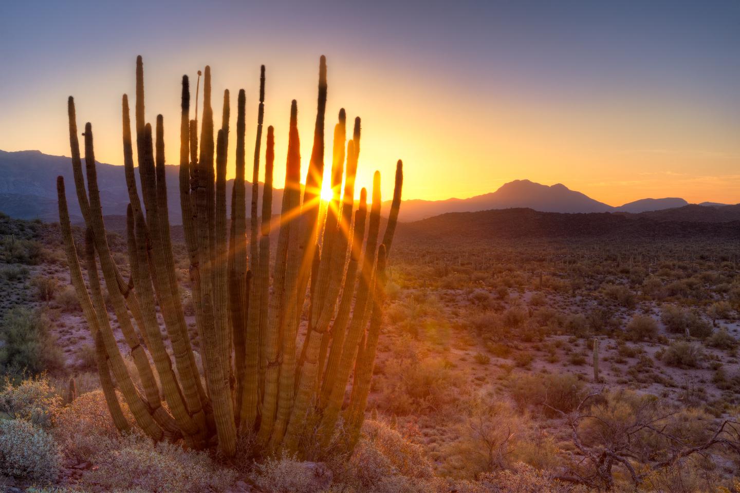 Sunset over desert landscape with cactus and distant mountains.