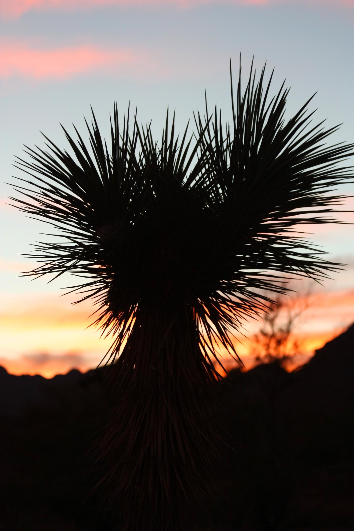 Silhouette of a Joshua tree against a colorful sunset sky.