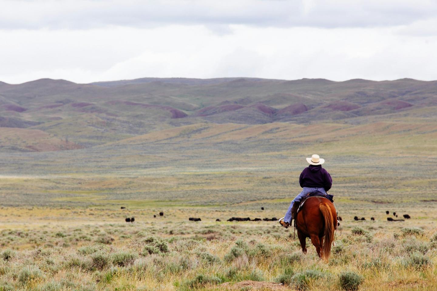 Cowboy on horseback herding cattle in a vast open field.