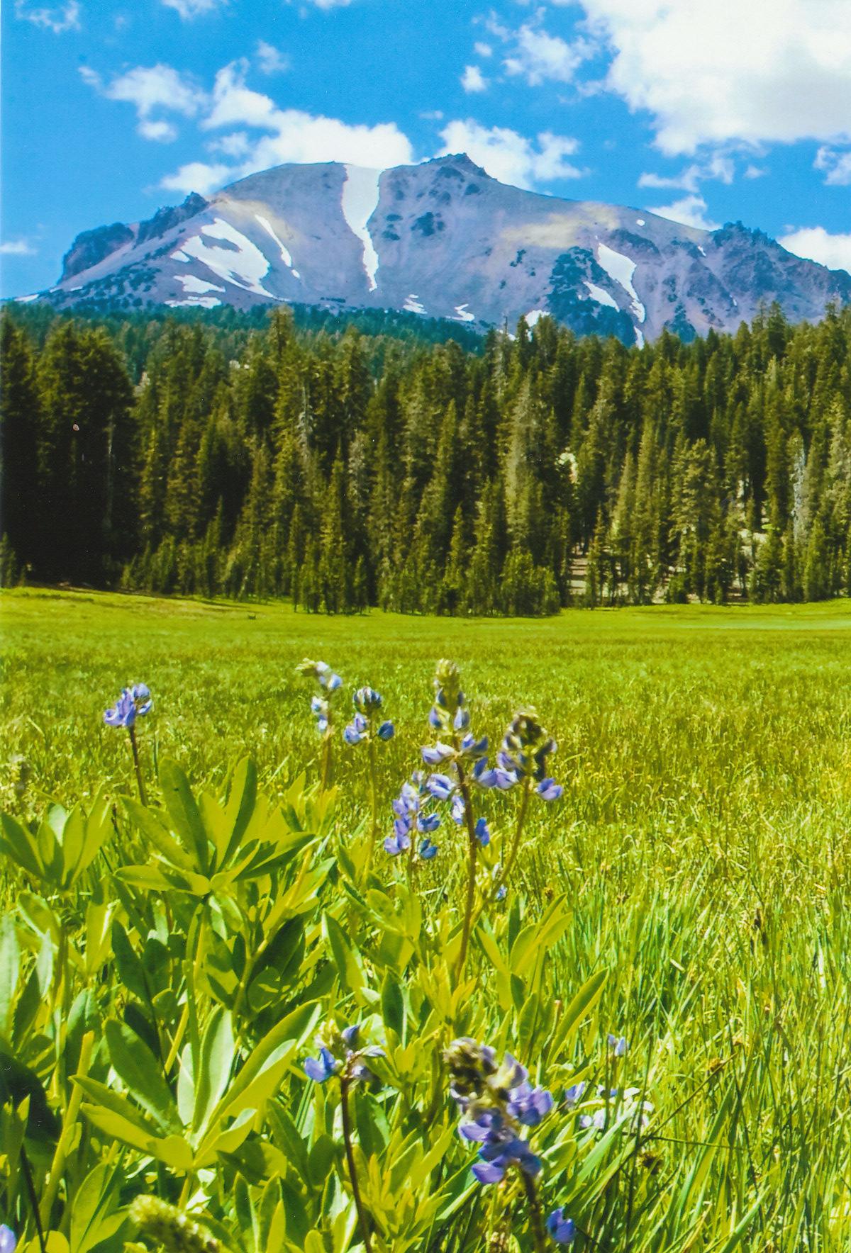 Mountain with trees, meadow, and purple wildflowers under blue sky.