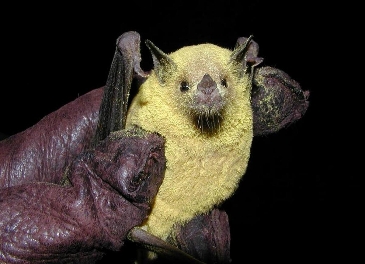 Yellow bat held gently in a gloved hand against a black background.