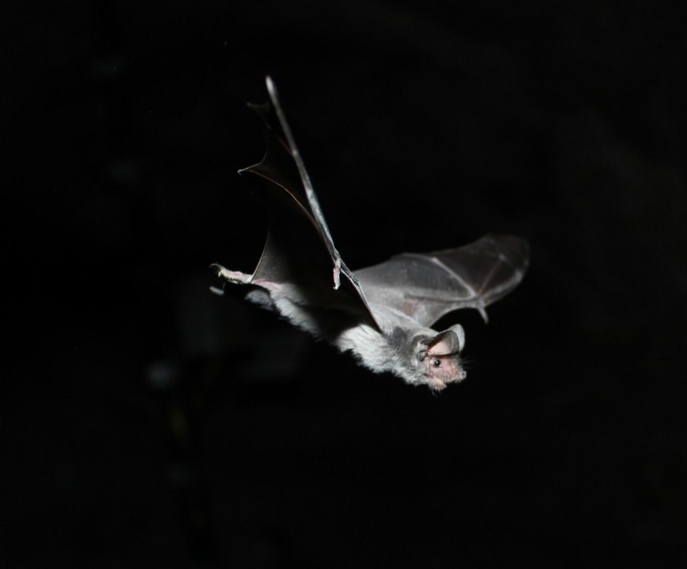 Flying bat in a dark cave.