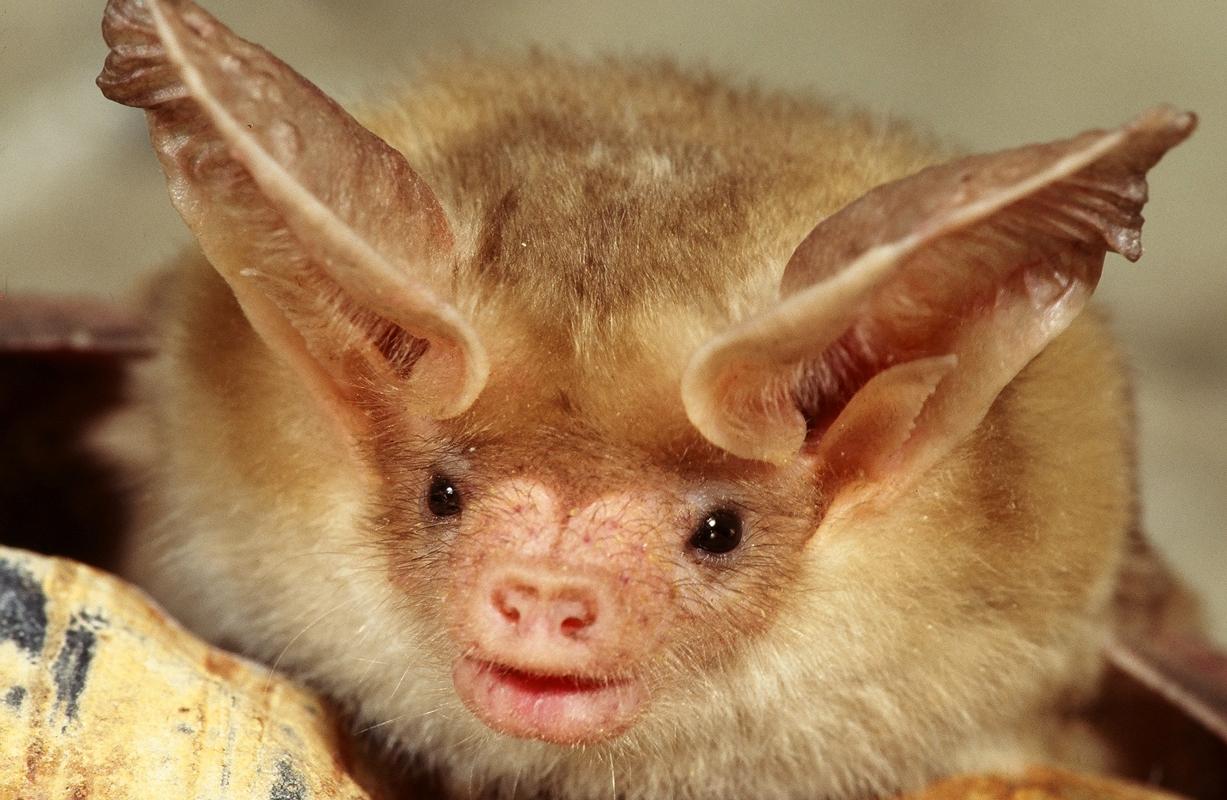 Bat with large ears and fluffy fur, facing forward.