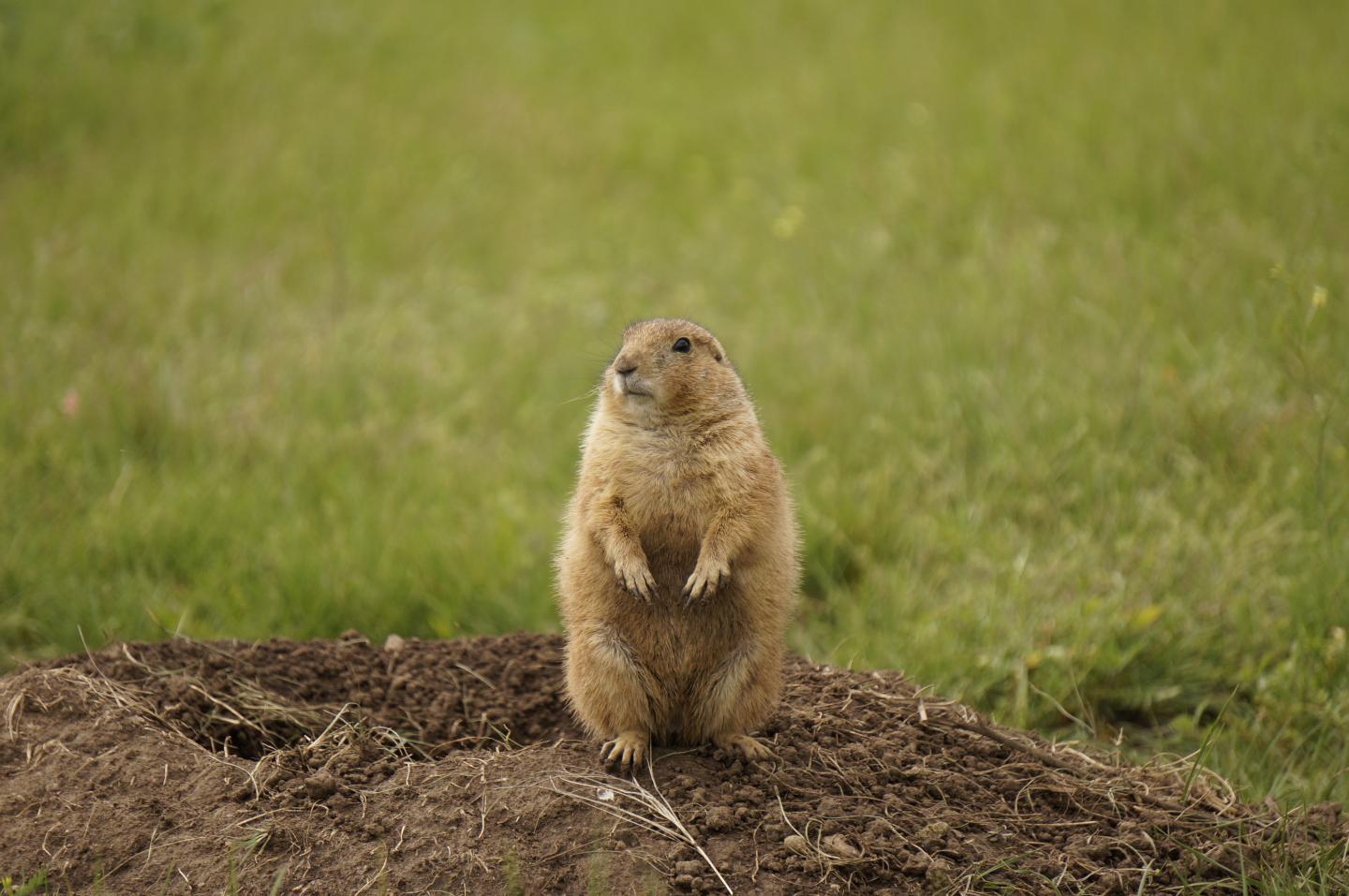 Prairie dog standing alert on grass.