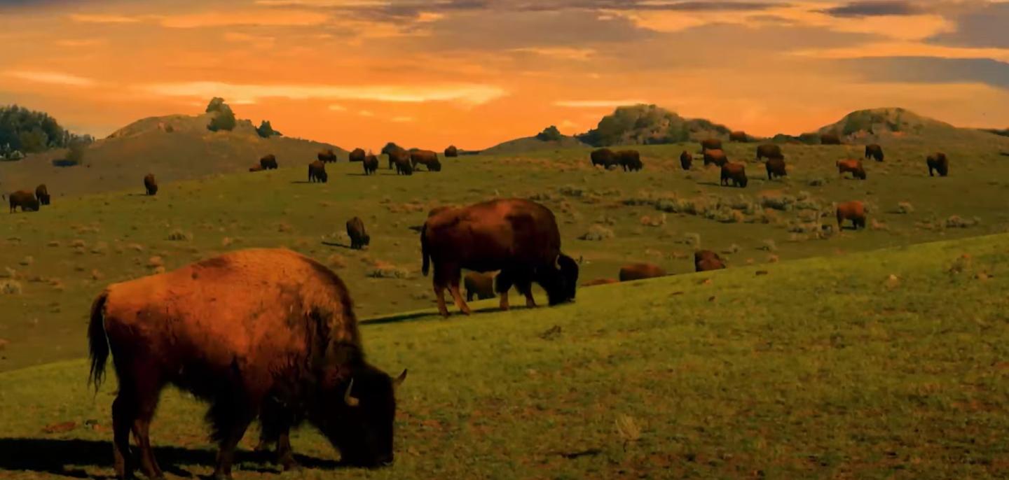 Bison grazing on a grassy hill at sunset.