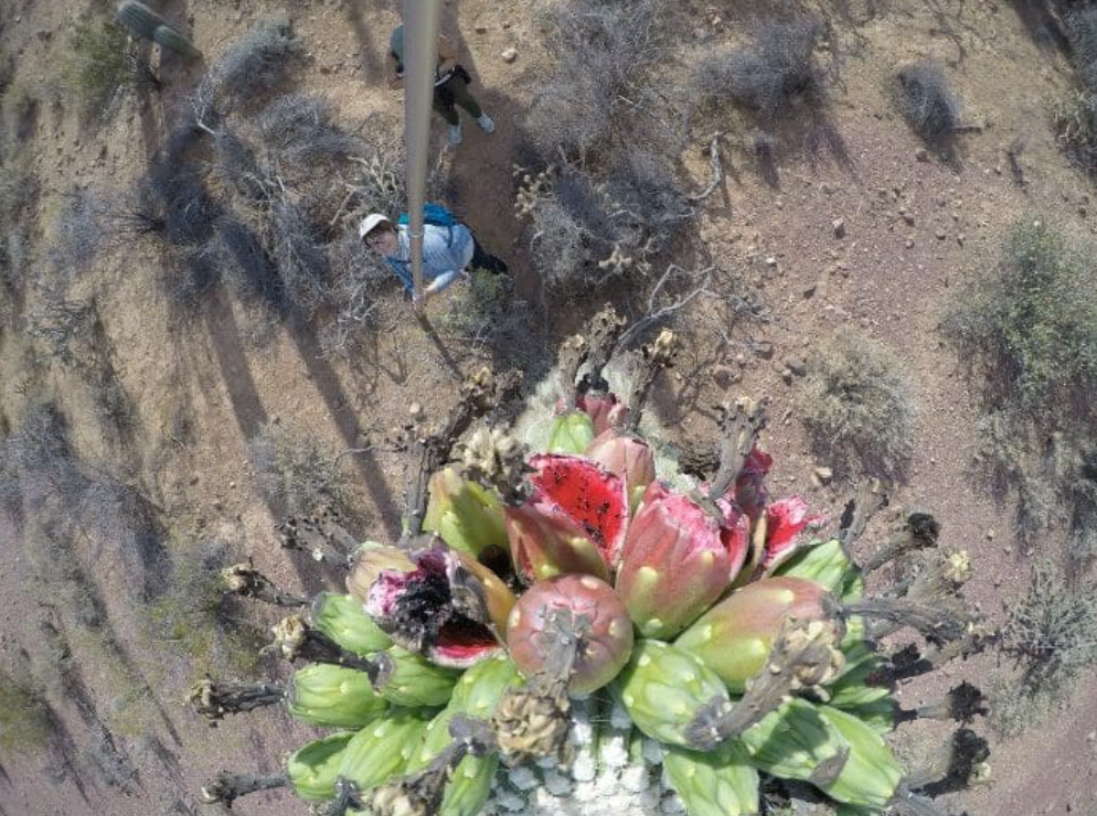 Top view of a cactus with pink flowers in a desert landscape.