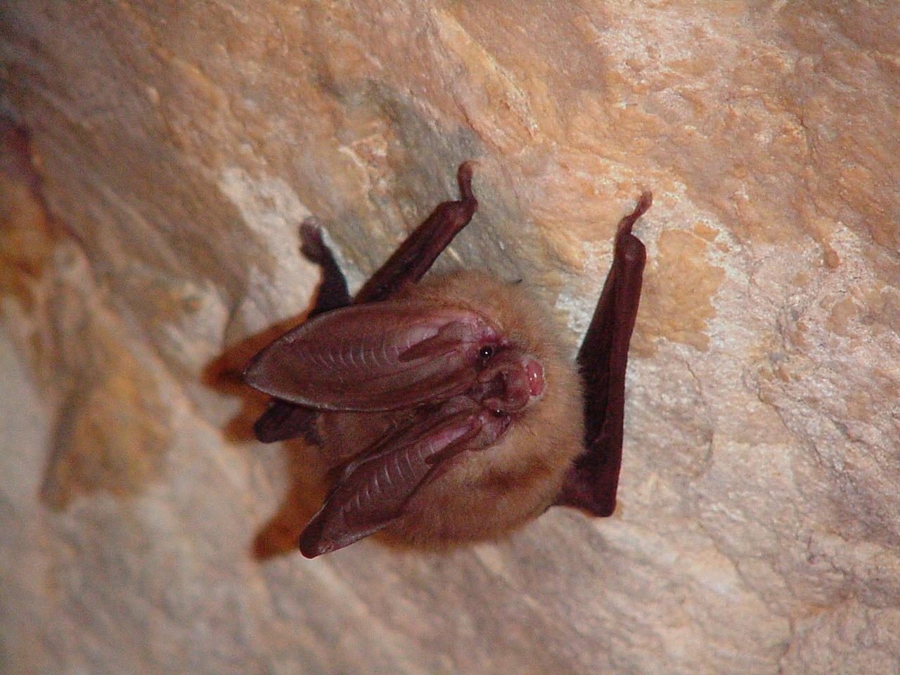 Brown bat hanging upside down on a cave wall.