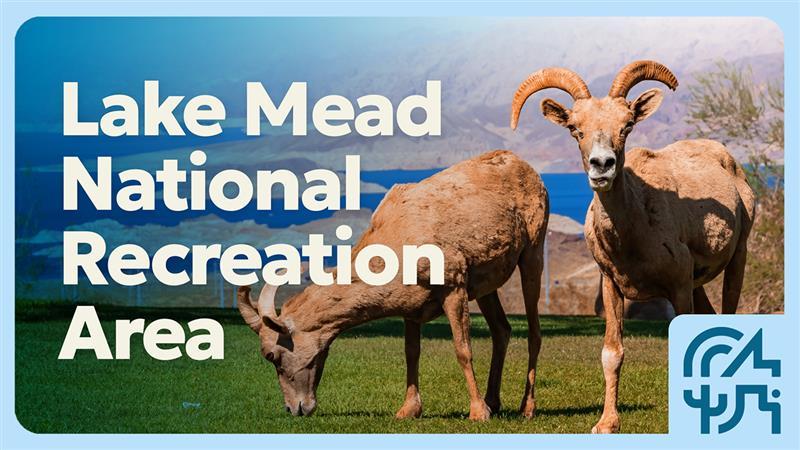 Two bighorn sheep grazing on grass near Lake Mead.