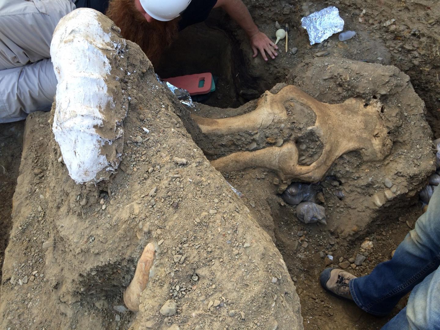 Mammoth bones being excavated from the dirt.