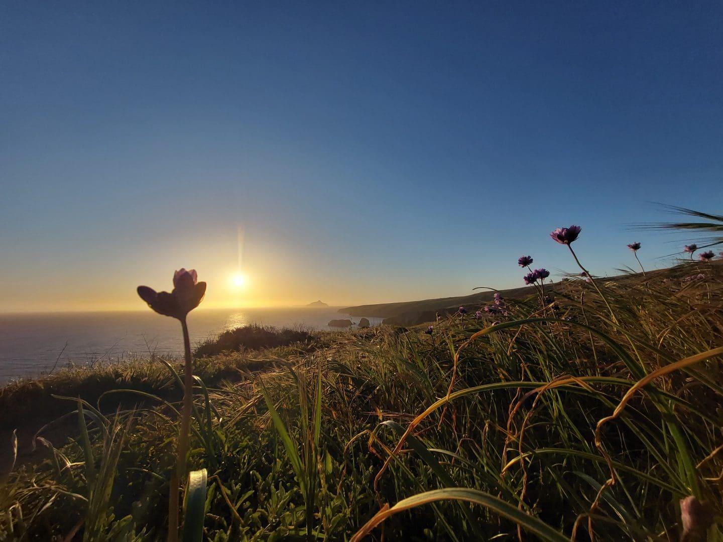 Sunset over a grassy hill with purple flowers in the foreground.