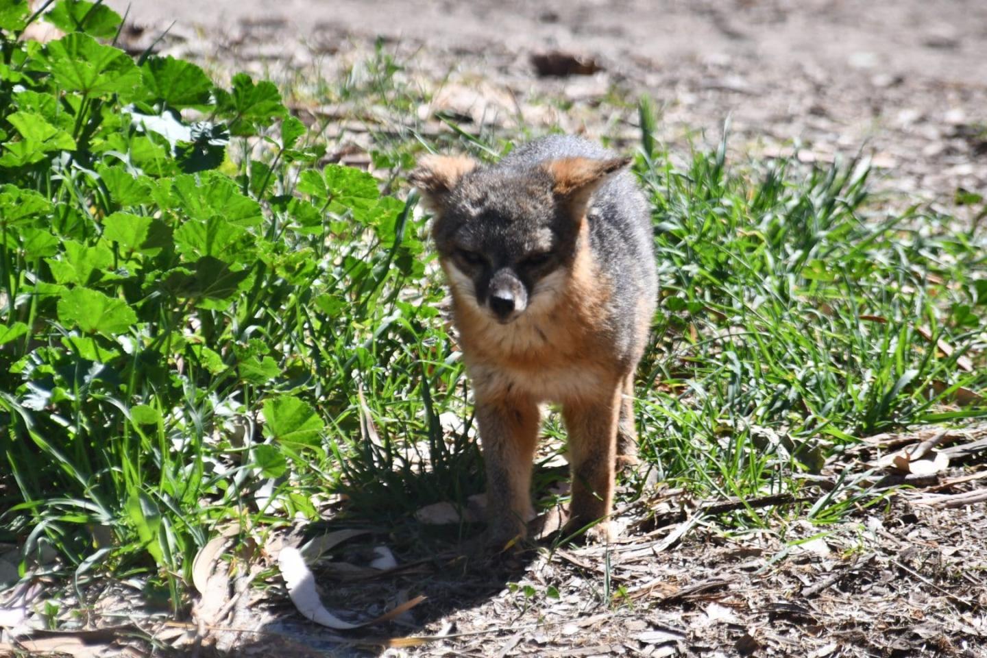 Small fox standing on grass and dirt, surrounded by green plants.