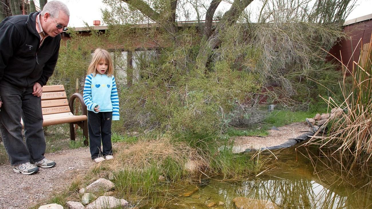 Man and child observing a pond in a garden.