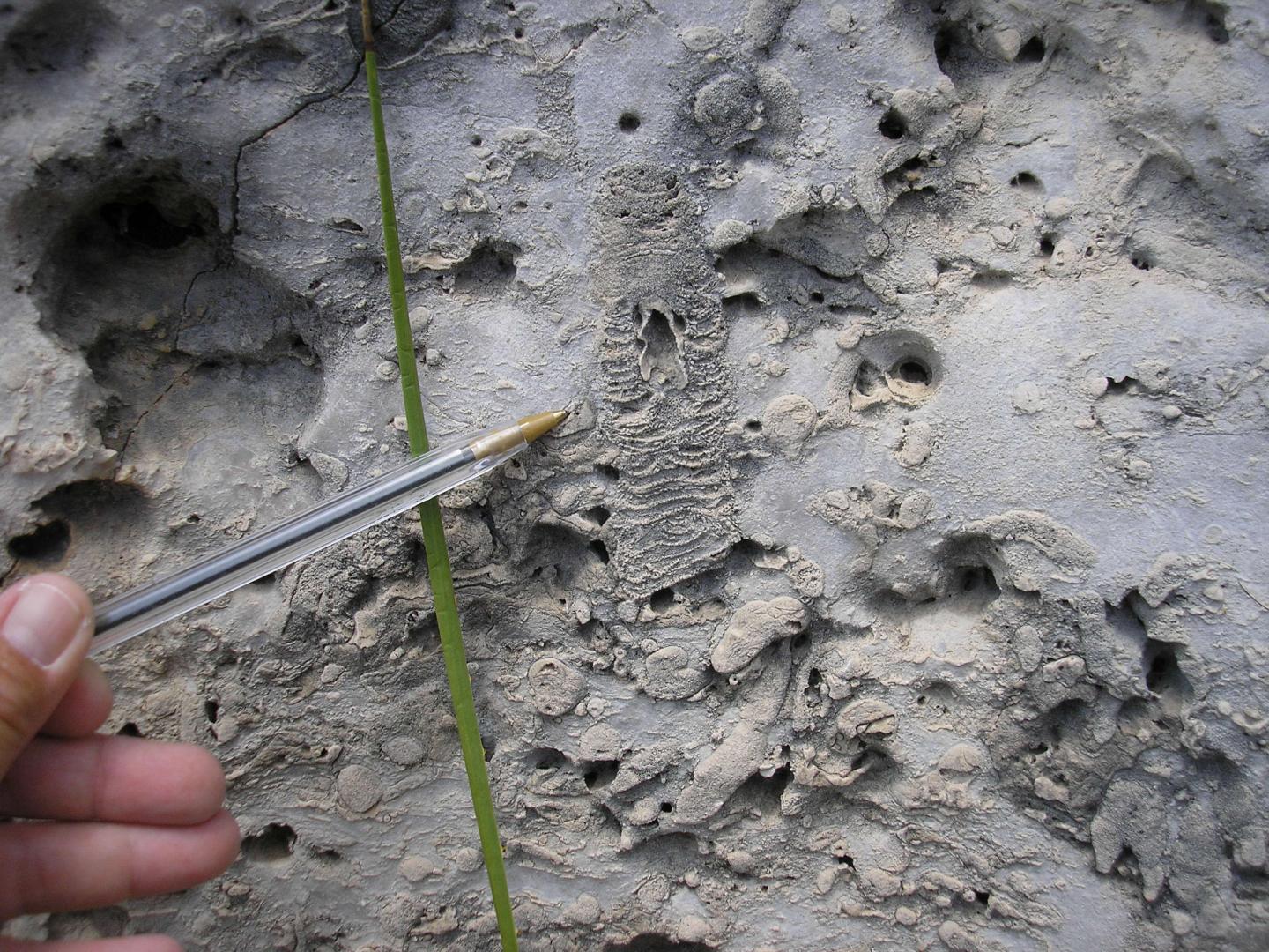 Pen points at fossil imprint on rocky surface.