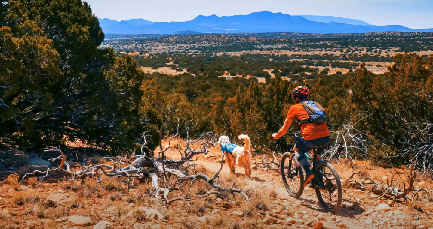 Cyclist on a trail with two dogs, surrounded by trees and mountains in the distance.