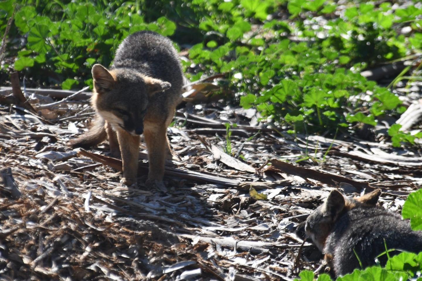Two island foxes play in a grassy field.