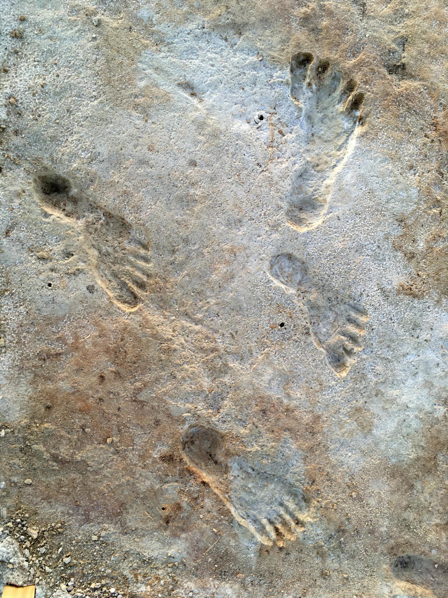 Footprints fossilized in a rocky surface, three visible prints.