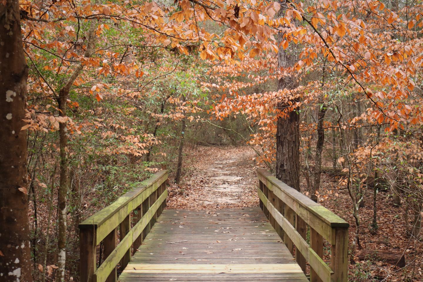 Wooden bridge in autumn forest with orange leaves.