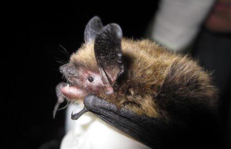 Brown bat held by a gloved hand against a dark background.