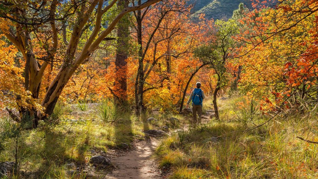 A hiker in a blue jacket walks through a forest with vibrant autumn foliage.