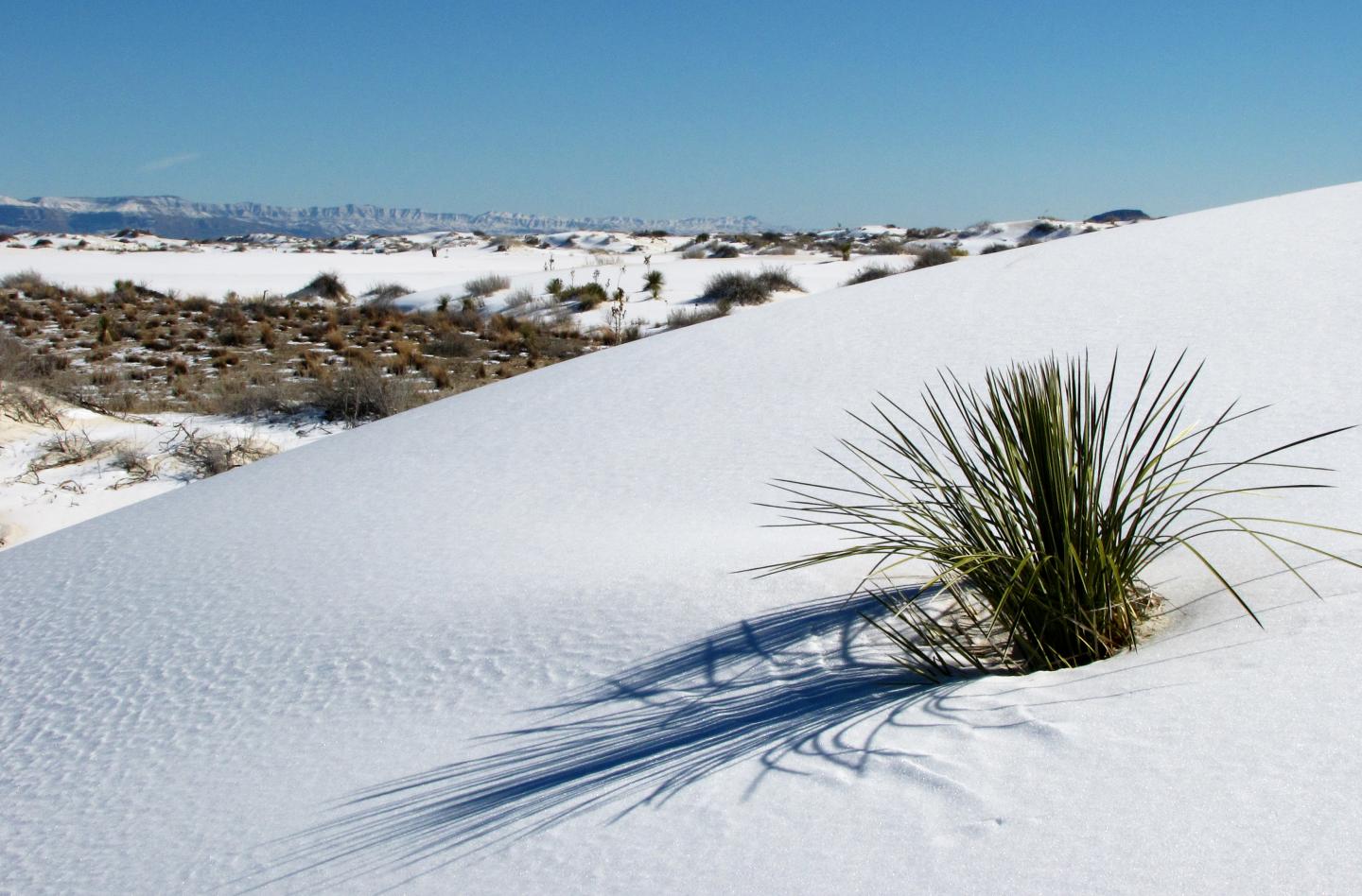 Desert scene with a yucca plant on white dunes, clear blue sky.