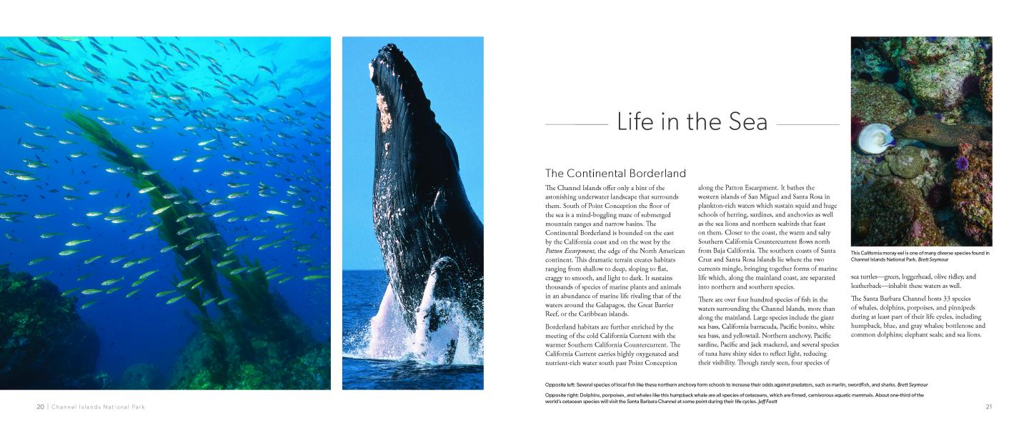 School of fish swimming underwater; whale breaching; coral reef with a fish.