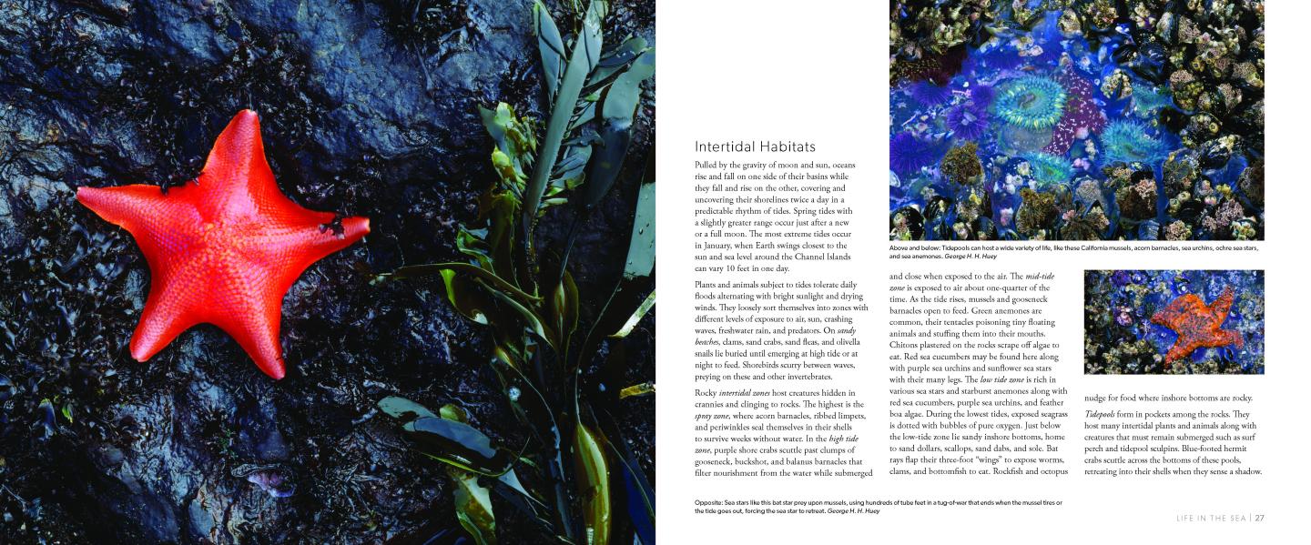 Red starfish on wet rocks beside green plant; text and small photos on right.