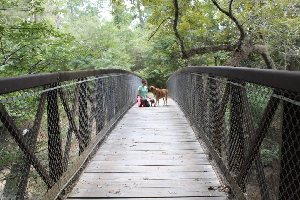 Person and dog on a wooden bridge in a forested area.