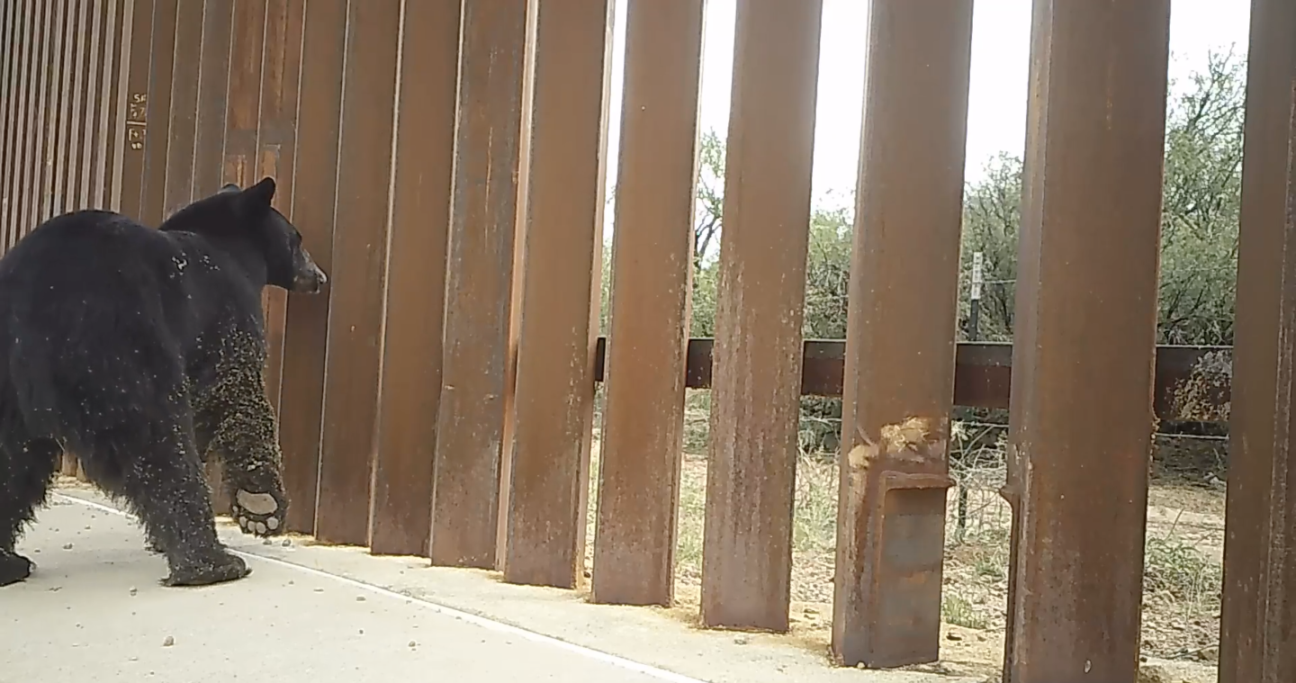Black bear walking beside a tall metal border wall searching for way to pass through. 