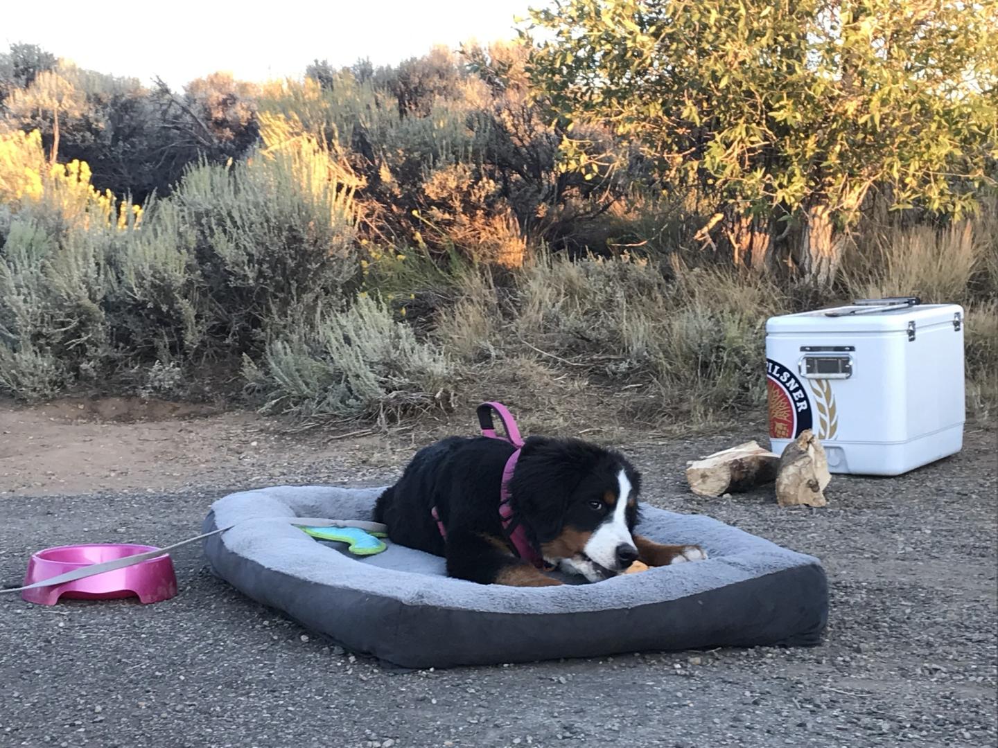 Dog resting on a bed outdoors near a cooler and trees.