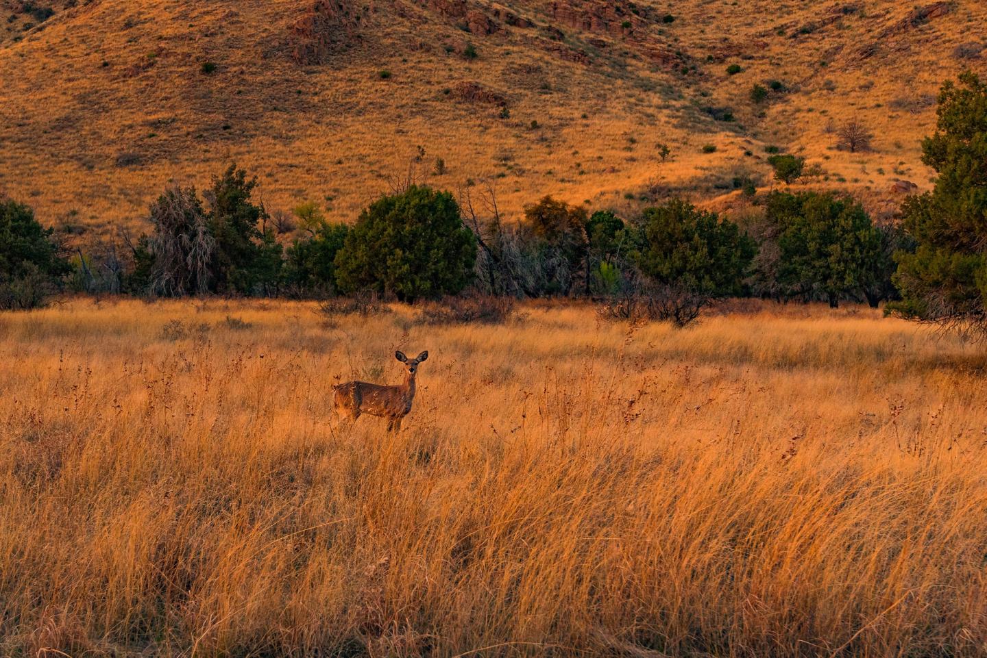 Deer standing in golden grassy field with hills and trees in the background.