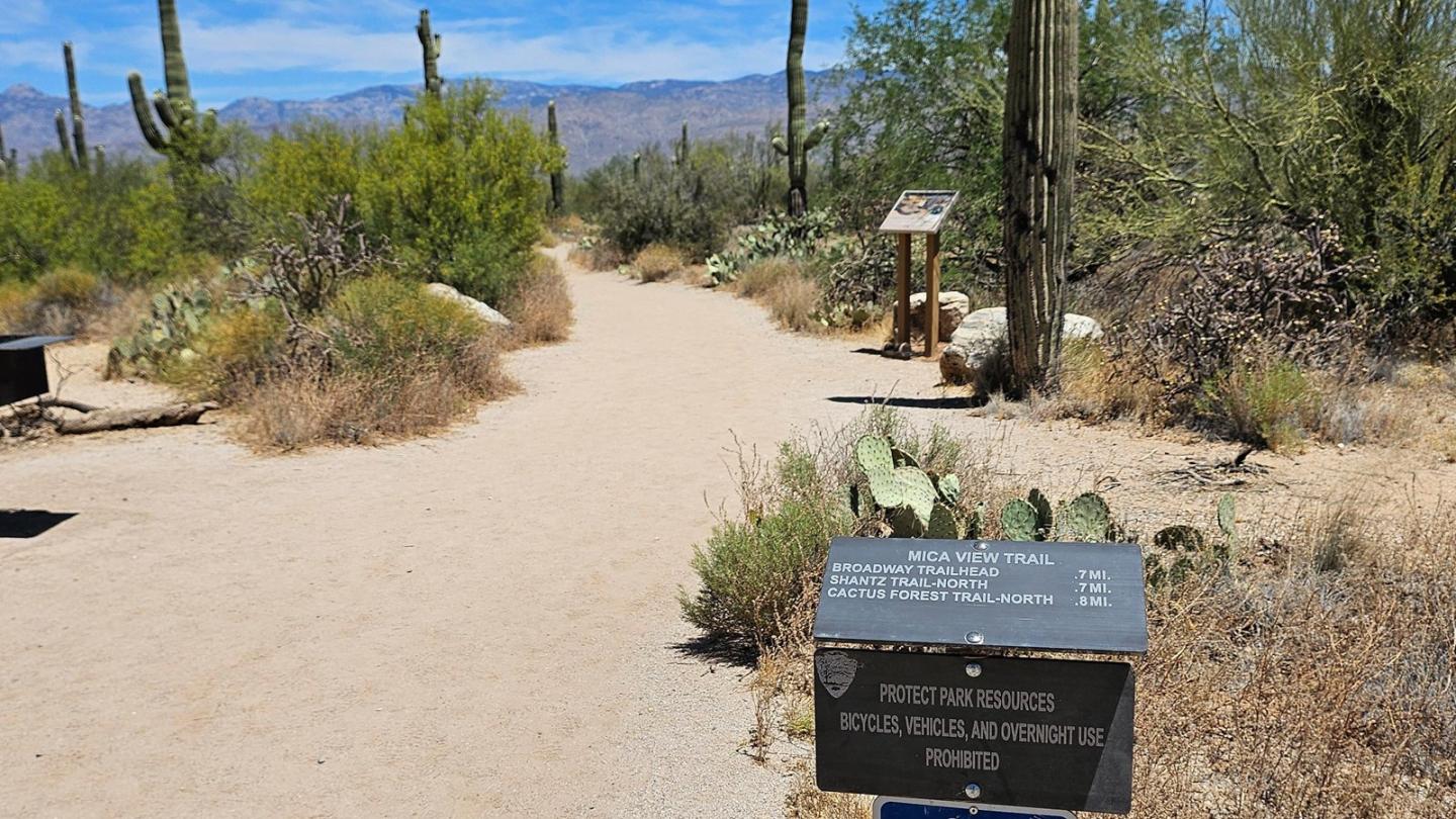 Desert path with cacti and shrubs under a clear blue sky.