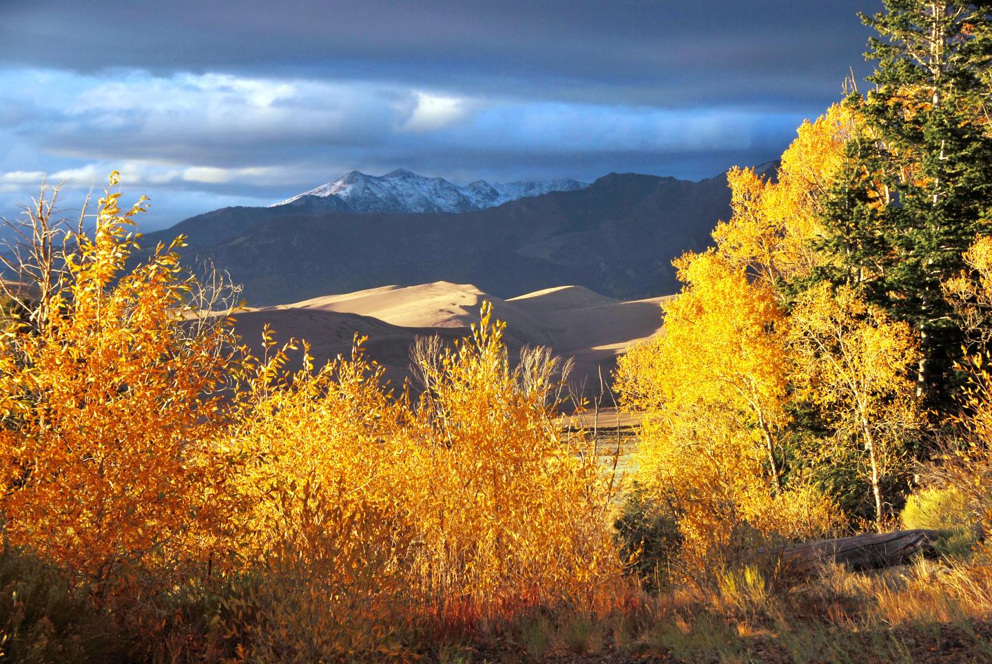 Autumn trees with yellow leaves, mountains in background under a cloudy sky.