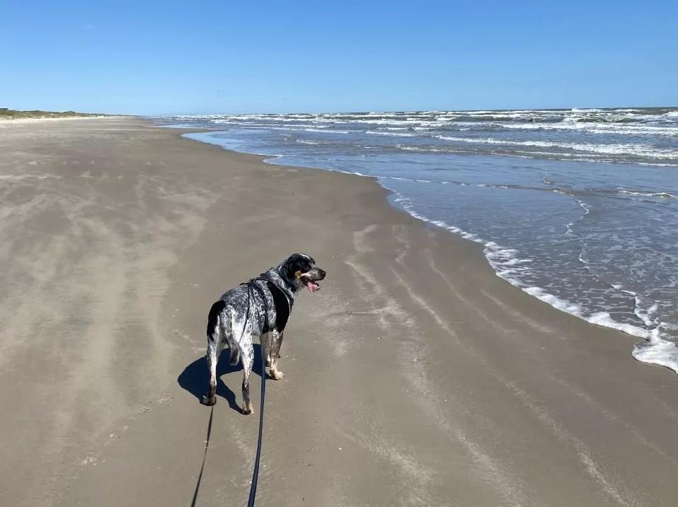 Dog on a leash walking along a sandy beach under a clear blue sky.
