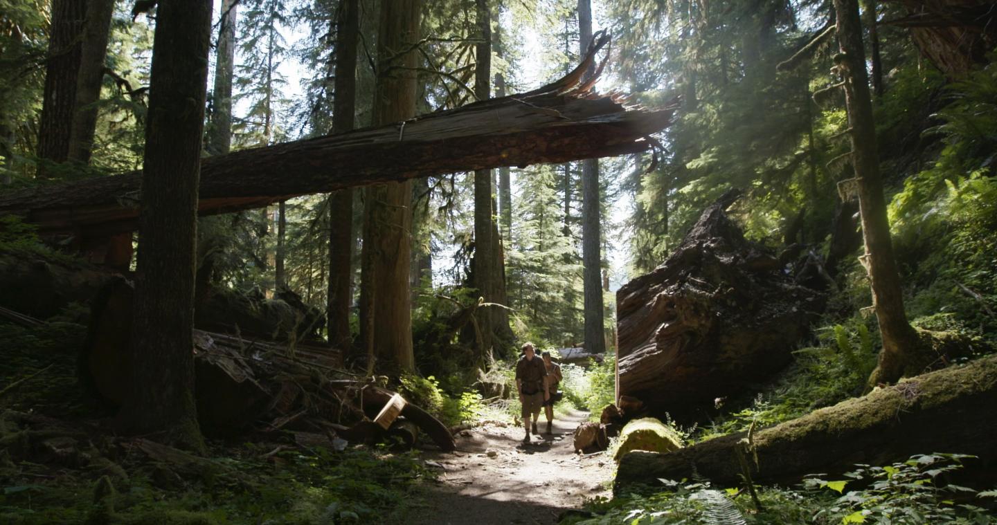 Sunlit forest trail with a fallen tree overhead, person walking.