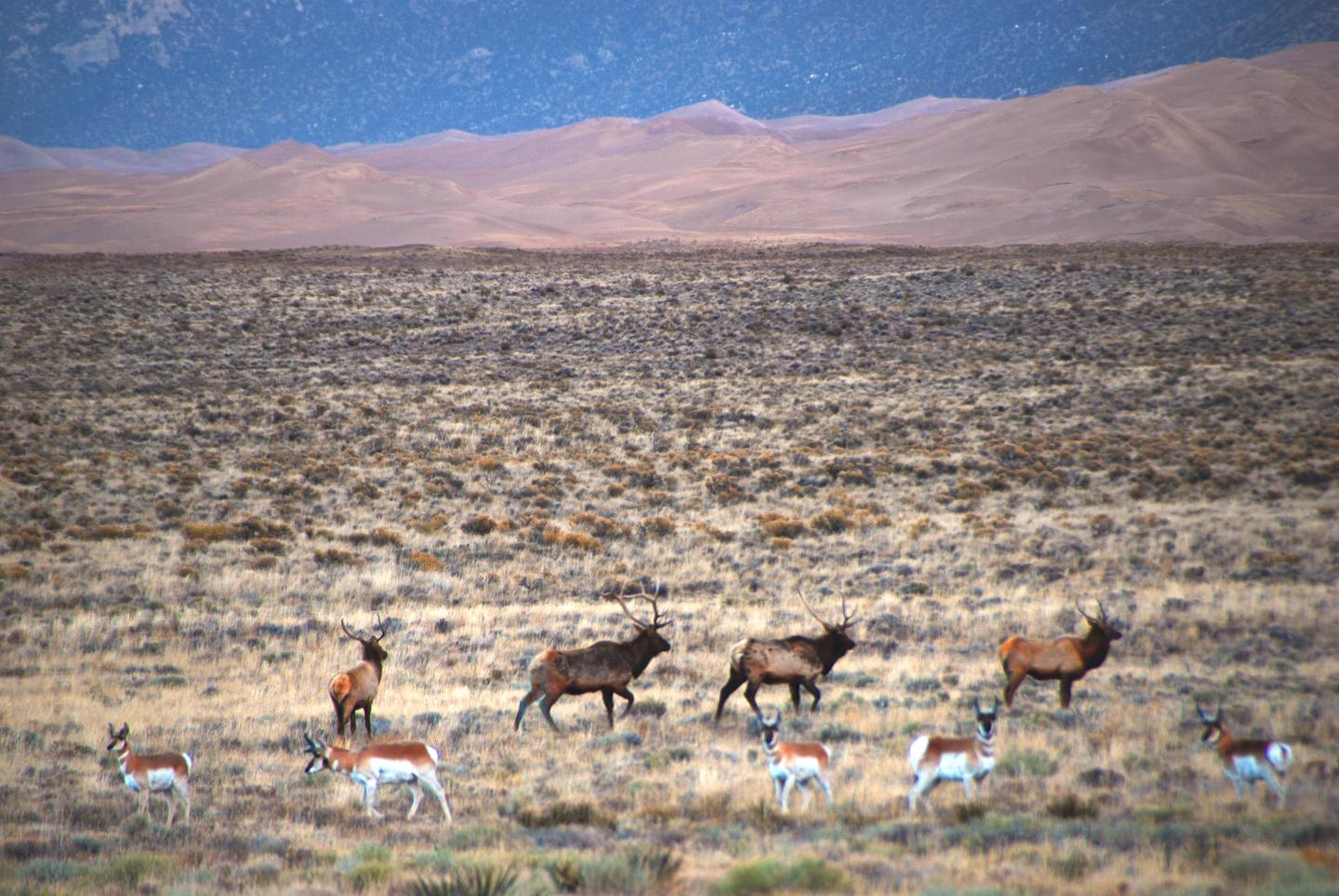 Herd of deer and antelopes in a vast desert landscape.
