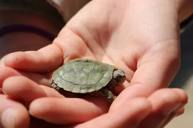 A small turtle cradled in hands.