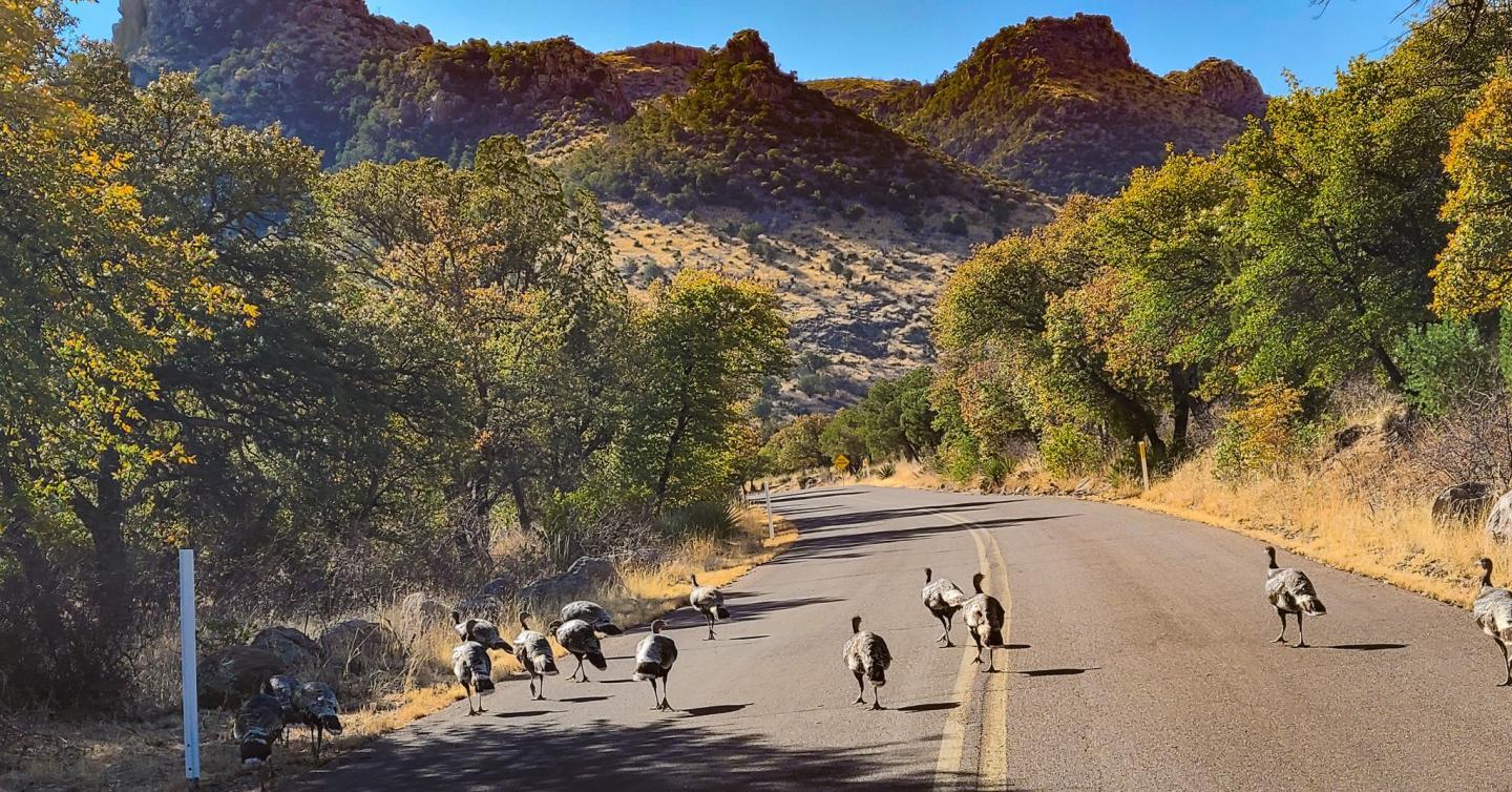 Turkeys walking across a sunny road in a mountain landscape with trees.